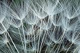 Seedy Dandelion (crop)_DSCF02528-30